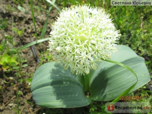 Лук каратавский Айвори куин /Allium karataviense Ivory Queen фото