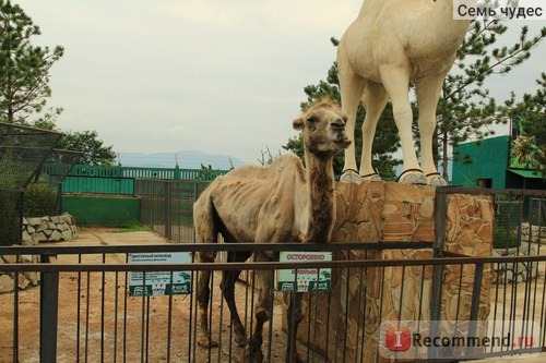 Верблюд - единственное недокормленное животное в зоопарке