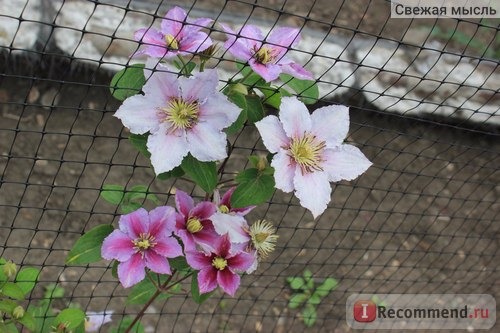 клематис 'Piilu' (Пиилу) Clematis фото