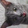 Антигельминтики Апи-Сан Празицид-суспензия сладкая для кошек фото