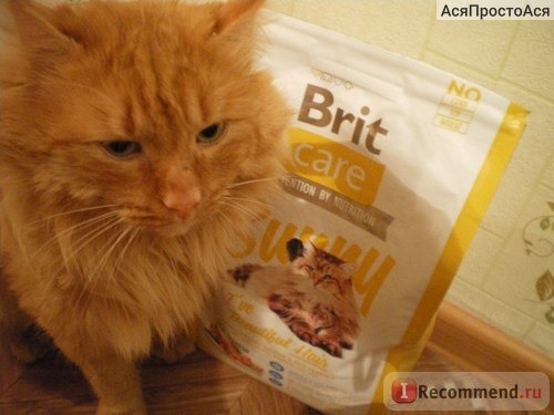 На фото кот Жулик демонстрирует корм Брит