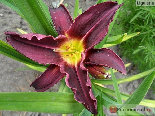 Лилейник / Красоднев / Hemerocallis фото