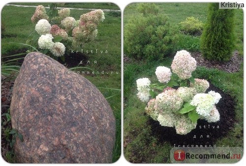 Гортензия метельчатая Лаймлайт (Hydrangea paniculata Limelight) фото