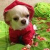 Одежда для собак Aliexpress Дождевик 4 Colors Pet Dog Raincoats Fashion Dogs Puppy Casual Waterproof Jacket Clothing фото
