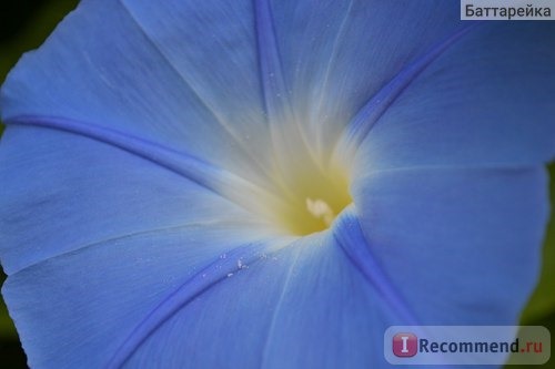 Ипомея Небесно-голубая (Ipomoea Heavenly Blue) фото