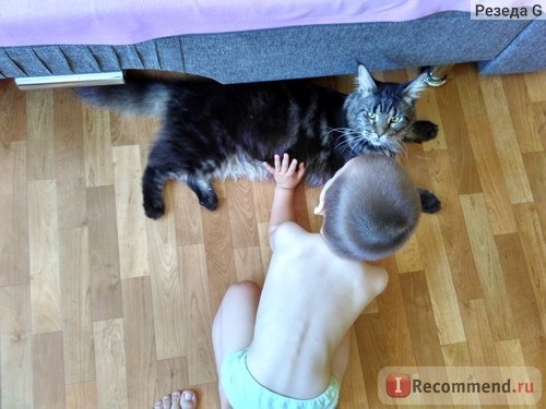 Сынок делает массаж своему пушистому другу )))