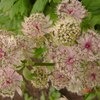 Астранция большая (Astrantia major) фото