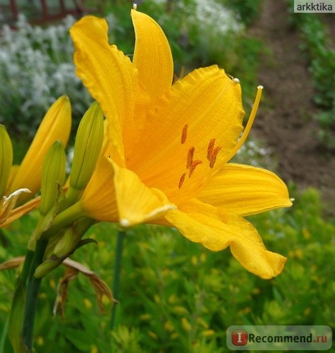 Лилейник / Красоднев / Hemerocallis фото