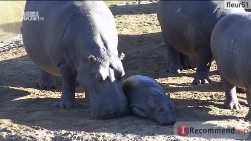 Шамвари: жизнь на воле / Шамвари: территория диких животных / Shamwari: A wild life фото