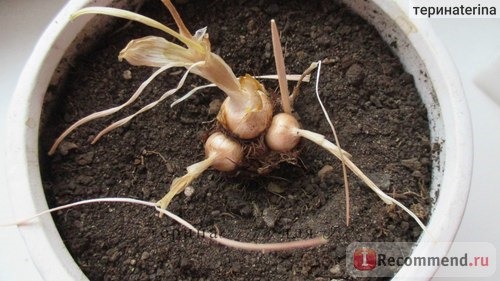 Крокус крупноцветковый весенний Flower Record фото