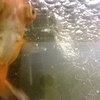 Золотая рыбка - Телескоп фото