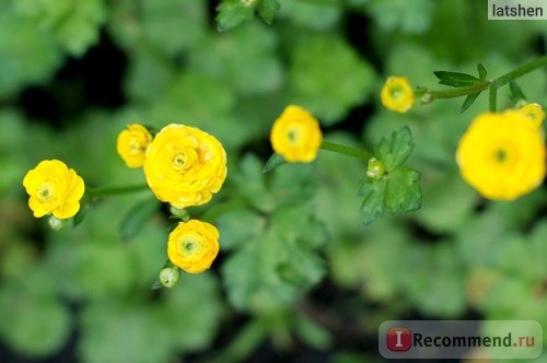 Лютик едкий (лат. Ranunculus acris) фото