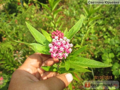 Асклепиас инкарната (ваточник мясо-красный) Синдерелла /Asclepias incarnata 'Cinderella' агрофирма Флос фото