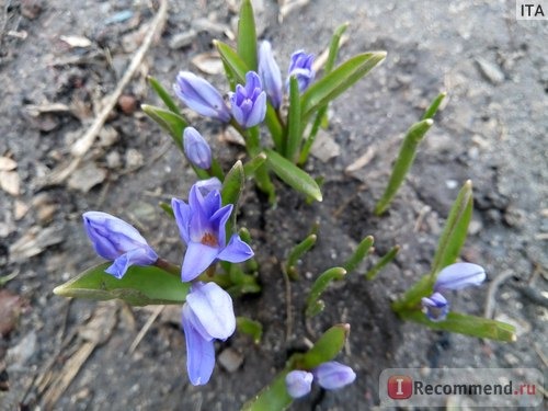 Хионодокса Форбесси(Chionodoxa forbesii ) 'Pink Giant' фото