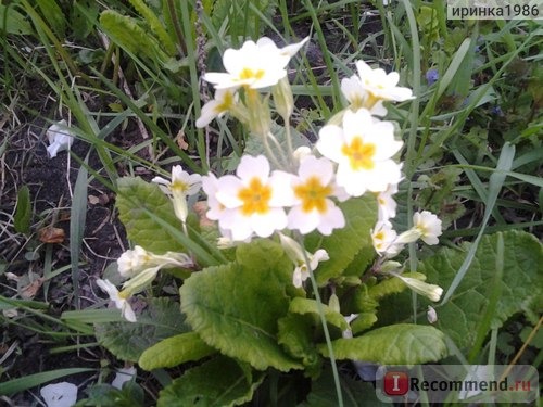 Примула обыкновенная / бесстебельная (Primula vulgaris, acaulis) фото