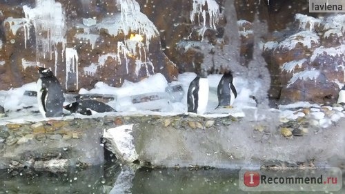 пингвины в океанариуме