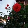 Розы в палисаднике возле пляжа)