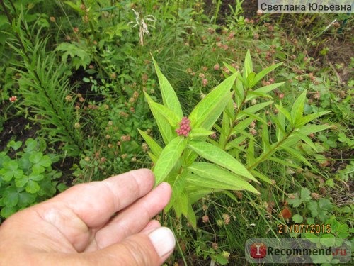 Асклепиас инкарната (ваточник мясо-красный) Синдерелла /Asclepias incarnata 'Cinderella' агрофирма Флос фото