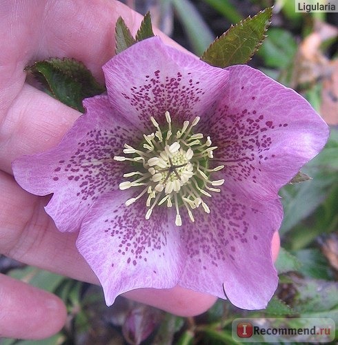 Морозник ( Helleborus) фото