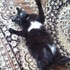 Бомбейская кошка фото