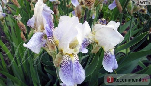 Ирис бородатый (Iris barbata) фото