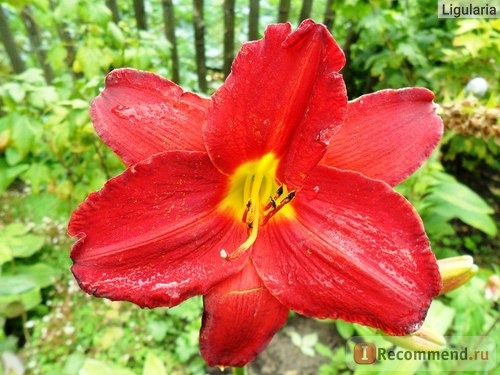 Лилейник / Красоднев / Hemerocallis фото