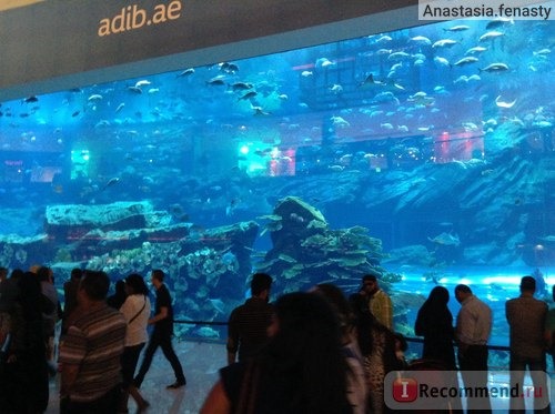 Аквариум с рыбами в Дубай Молле, можно купить билетик и рассмотреть всех рыбок поближе