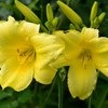 Лилейник / Красоднев / Hemerocallis фото