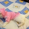 Одежда для собаки/кошки Tinydeal T Shirt Apparel for Puppy Dog - Adidog фото