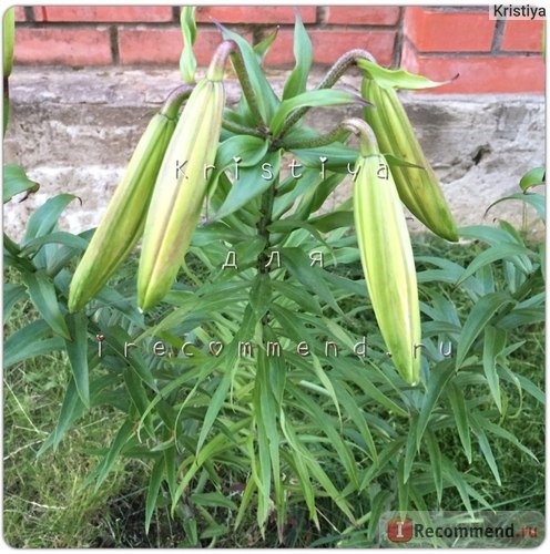 Лилия Африкана Квин (Lilium Africana Queen) фото