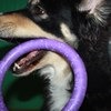 Игрушки для животных COLLAR PULLER игрушка для тренировки собак фото