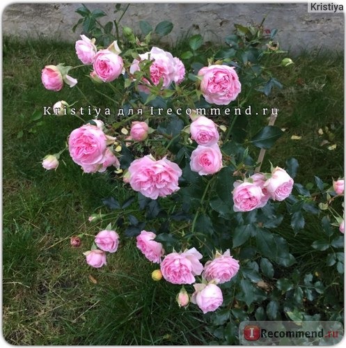 Роза флорибунда Лариса (Floribunda rose Larissa) Кордес (Kordes) фото