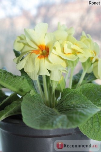 Примула обыкновенная / бесстебельная (Primula vulgaris, acaulis) фото