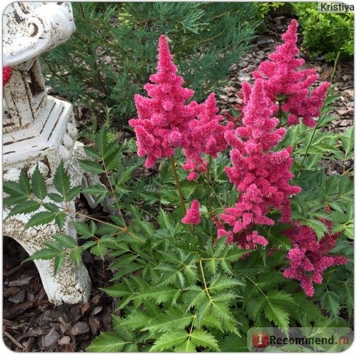 Астильба Фьюэр (Astilbe Feuer) фото