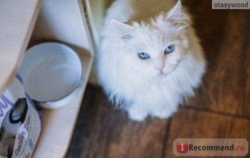 Корм для кошек Brit Care Cat Lilly Sensitive Digestion фото