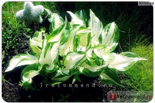 Хоста Реверсед Патриот (Hosta Reversed Pariot) фото