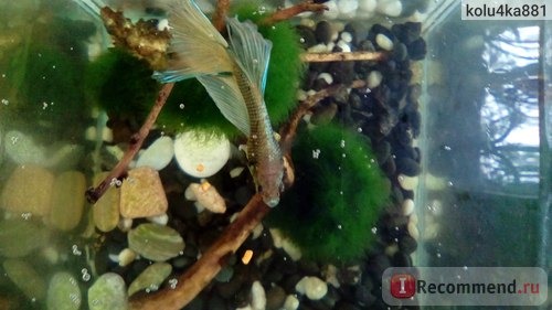 Полноценный корм для всех видов петушков Tetra Betta гранулы 5гр фото