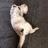 Скоттиш-фолд (Шотландская вислоухая кошка) фото