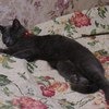Антигельминтики Апи-Сан Празицид-суспензия сладкая для кошек фото