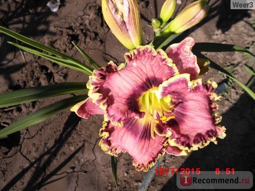 Лилейник / Красоднев / Hemerocallis фото