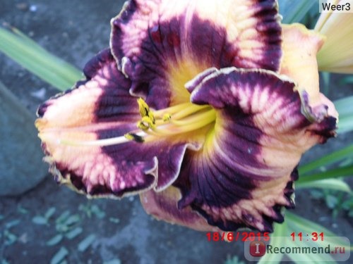 Лилейник / Красоднев / Hemerocallis фото