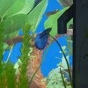 Рыбка петушок / Бойцовая рыбка / Сиамский петушок / Betta Splendens фото