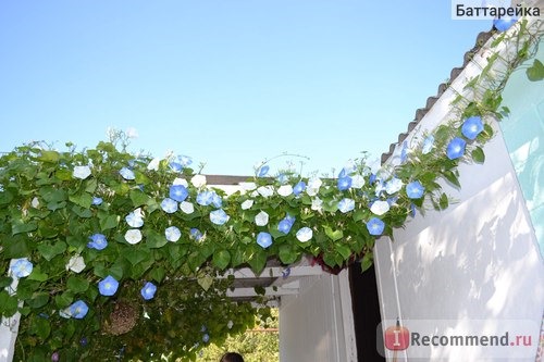 Ипомея Небесно-голубая (Ipomoea Heavenly Blue) фото