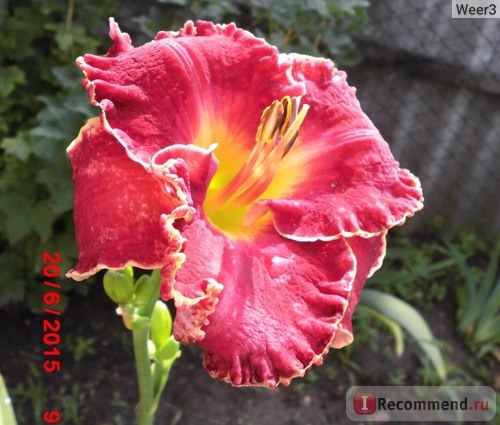 Лилейник / Красоднев / Hemerocallis фото