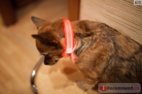 Ошейник Aliexpress LED Nylon Pet Dog Collar Night Safety LED Light-up Flashing Glow In The Dark Electric LED Pets Cat & Dog Collar Free Shipping фото