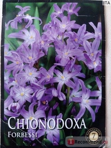 Хионодокса Форбесси(Chionodoxa forbesii ) 'Pink Giant' фото