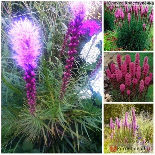  Лиатрис колосковая (LIATRIS spicata ) фото