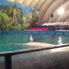 Дельфинарий у Арены, Воронеж фото