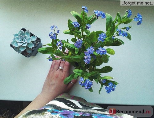 Незабудка (Myosotis) фото