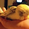 Волнистый попугай / Melopsittacus undulatus фото